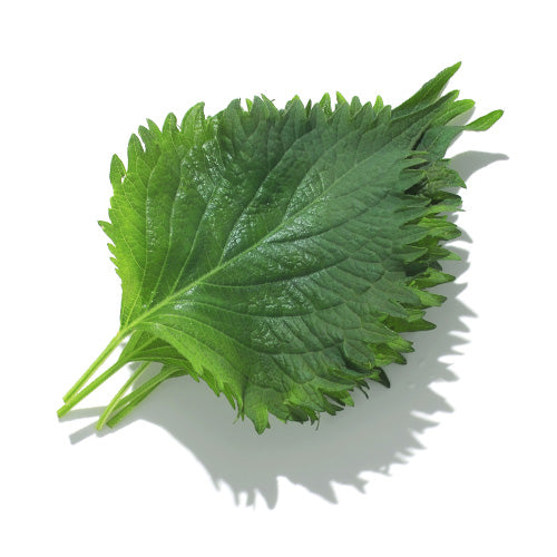 Shiso leaves 新鮮日本大葉(青紫蘇)